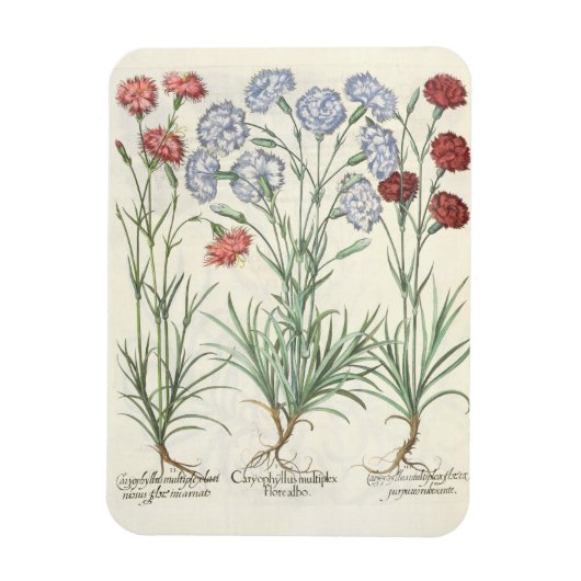 Carnationen: 1.Caryophyllus multiplex-Alben-Flora; Magnet (Vertikal)