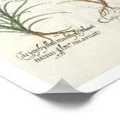 Carnationen: 1.Caryophyllus multiplex-Alben-Flora; Poster (Ecke)