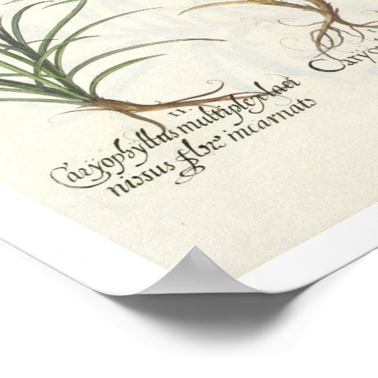 Carnationen: 1.Caryophyllus multiplex-Alben-Flora; Poster (Ecke)