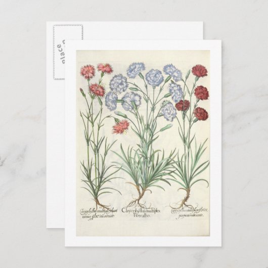 Carnationen: 1.Caryophyllus multiplex-Alben-Flora; Postkarte (Vorne/Hinten)
