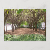 Carnegie Museum Postkarte (Vorderseite)