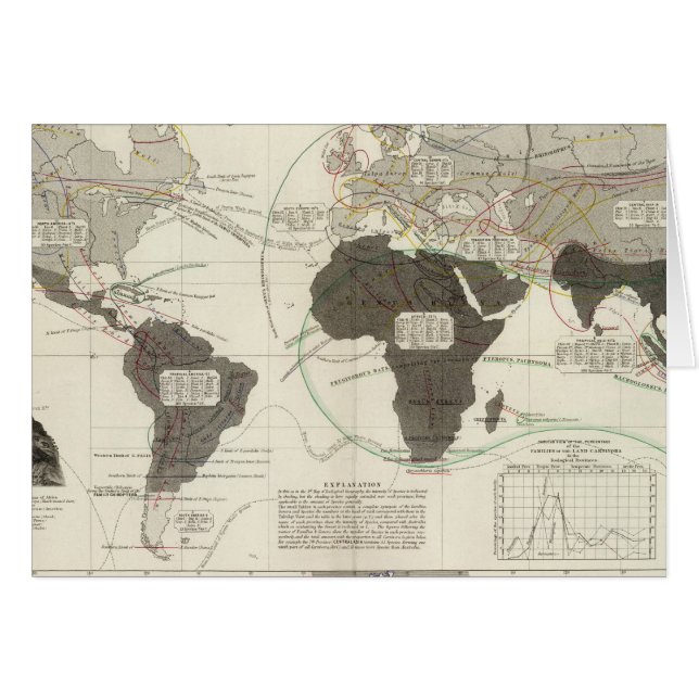 Carnivora (Vorderseite (Horizontal))