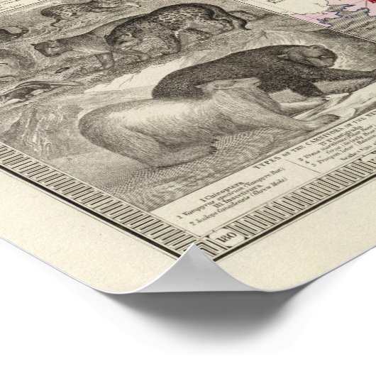 Carnivora Poster (Ecke)