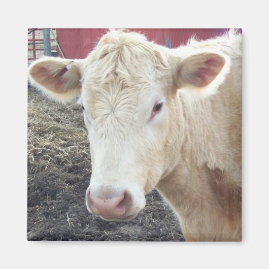 CAROLE COW MAGNET (Vorne)