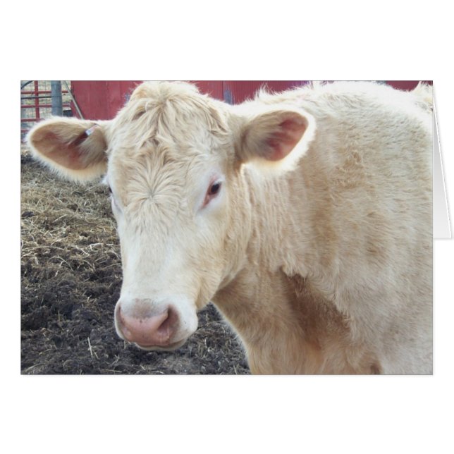 Carole-Kuh (Vorderseite (Horizontal))