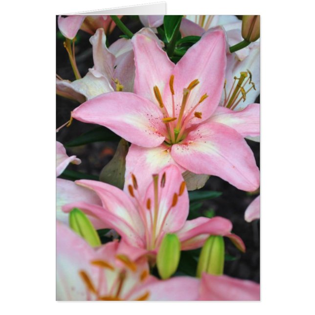 "Carole's Blume" / Sammlung (Vorne)