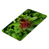 Carolina Allspice Blume in Raleigh NC Magnet (Linke Seite)