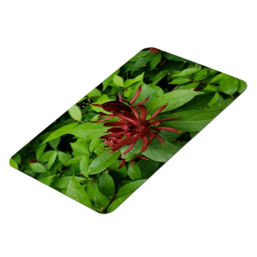 Carolina Allspice Blume in Raleigh NC Magnet (Linke Seite)