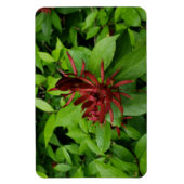 Carolina Allspice Blume in Raleigh NC Magnet (Vertikal)