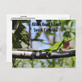 Carolina Anole Hilton Head Island Postkarte (Vorne/Hinten)