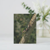 Carolina Anole Lizard Postcard Postkarte (Stehend Vorderseite)
