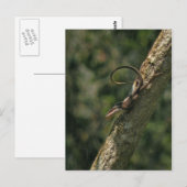 Carolina Anole Lizard Postcard Postkarte (Vorne/Hinten)