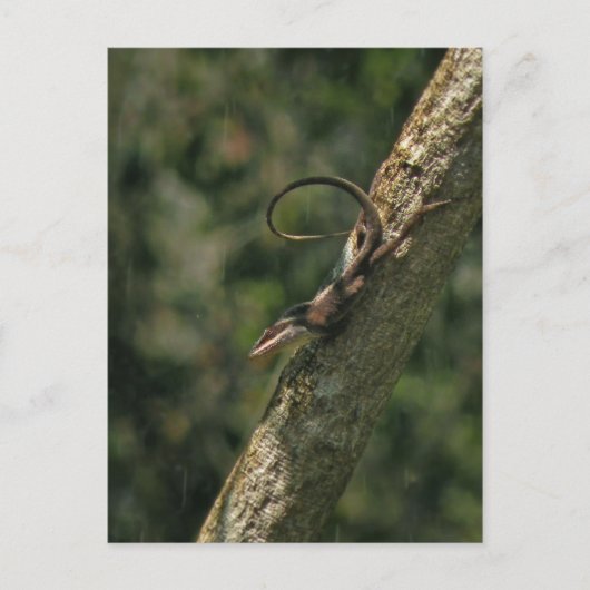 Carolina Anole Lizard Postcard Postkarte (Vorderseite)
