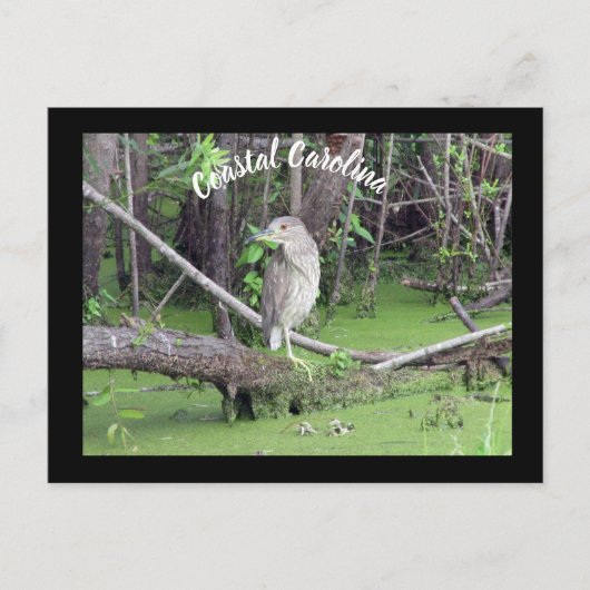 Carolina Bittern Post Card Postkreuzung Postkarte (Vorderseite)
