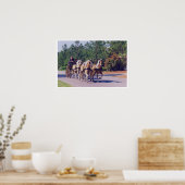 CAROLINA CARRIAGE POSTER (Küche)