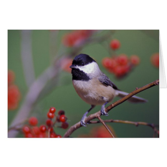 Carolina Chickadee (Vorderseite (Horizontal))