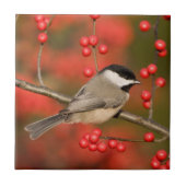 Carolina Chickadee auf dem Waldbrunnen Fliese (Vorderseite)