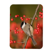 Carolina Chickadee auf dem Waldbrunnen Magnet (Vertikal)