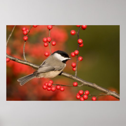 Carolina Chickadee auf dem Waldbrunnen Poster (Vorne)