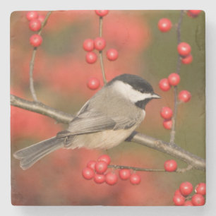 Carolina Chickadee auf dem Waldbrunnen Steinuntersetzer