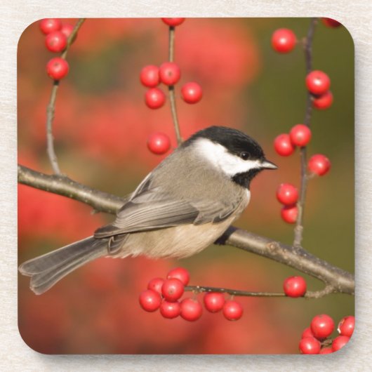 Carolina Chickadee auf dem Waldbrunnen Untersetzer (Vorderseite)