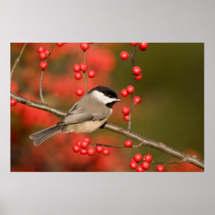 Carolina Chickadee auf gewöhnlichem Winterbeerenst Poster