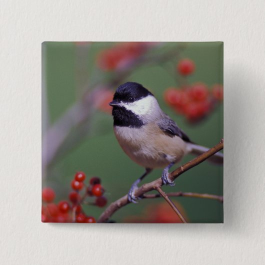 Carolina Chickadee Button (Vorderseite)