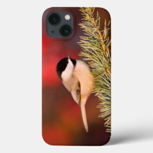 Carolina Chickadee in Blauatlas-Zeder Case-Mate iPhone Hülle