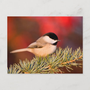 Carolina Chickadee in Blauem Atlas-Zeder Postkarte