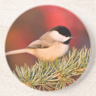 Carolina Chickadee in Blauer Atlas-Zeder Getränkeuntersetzer
