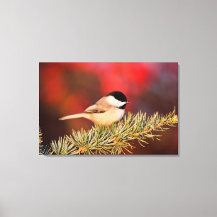 Carolina Chickadee in Blauer Atlas-Zeder Leinwanddruck