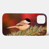 Carolina Chickadee in Blue Atlas Cedar Case-Mate iPhone Hülle (Rückseite (Horizontal))
