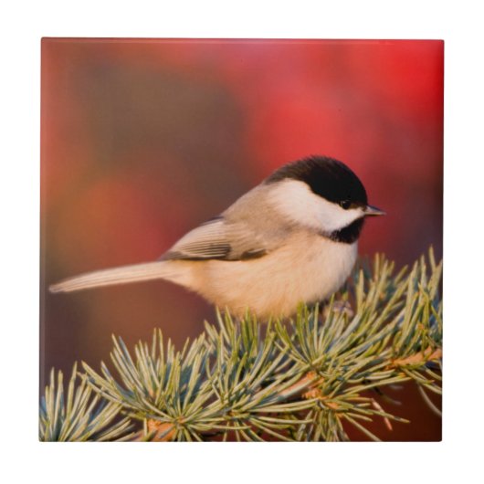 Carolina Chickadee in Blue Atlas Cedar Fliese (Vorderseite)