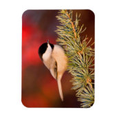 Carolina Chickadee in Blue Atlas Cedar Magnet (Vertikal)