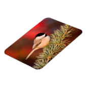 Carolina Chickadee in Blue Atlas Cedar Magnet (Linke Seite)