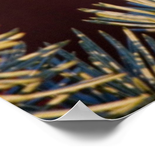 Carolina Chickadee in Blue Atlas Cedar Poster (Ecke)