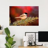 Carolina Chickadee in Blue Atlas Cedar Poster (Heimbüro)