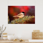 Carolina Chickadee in Blue Atlas Cedar Poster (Küche)