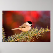 Carolina Chickadee in Blue Atlas Cedar Poster (Vorne)