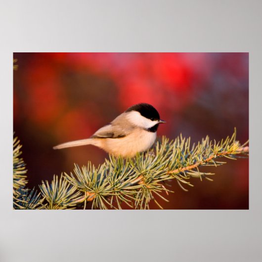 Carolina Chickadee in Blue Atlas Cedar Poster (Vorne)