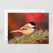 Carolina Chickadee in Blue Atlas Cedar Postkarte (Vorne/Hinten)