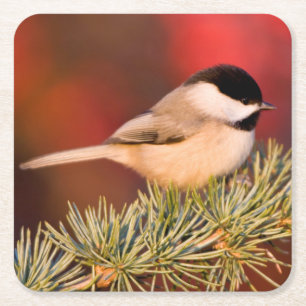 Carolina Chickadee in Blue Atlas Cedar Rechteckiger Pappuntersetzer