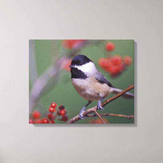 Carolina Chickadee Leinwanddruck (Vorderseite)