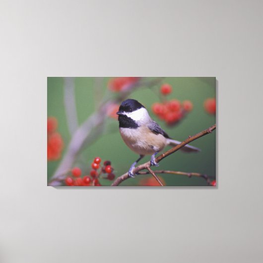 Carolina Chickadee Leinwanddruck (Vorderseite)