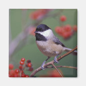 Carolina Chickadee Magnet (Vorne)