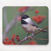 Carolina Chickadee Mousepad (Vorne)