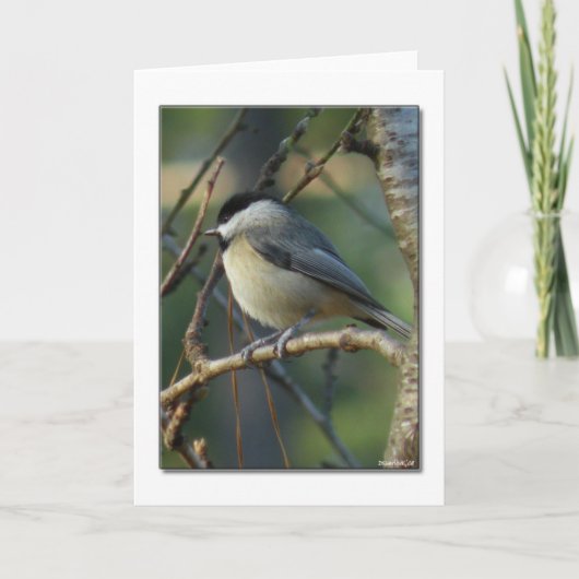 Carolina Chickadee Note Card Karte (Vorderseite)