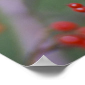 Carolina Chickadee Poster (Ecke)