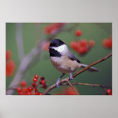 Carolina Chickadee Poster (Vorne)