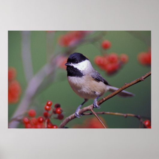 Carolina Chickadee Poster (Vorne)